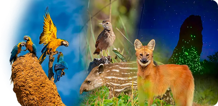 Conheca o Parque Nacional das Emas com a SETA Ecoturismo SITE